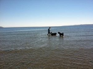 beach pups