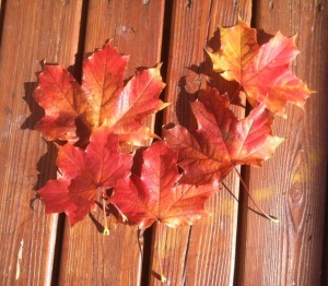leaves