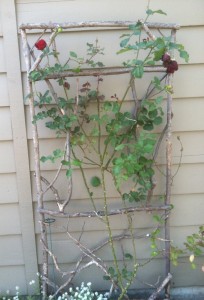 plant climber