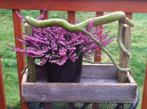 garden treasures 2