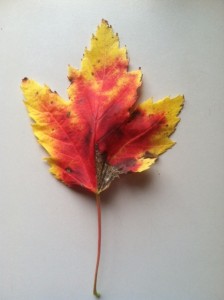leaf