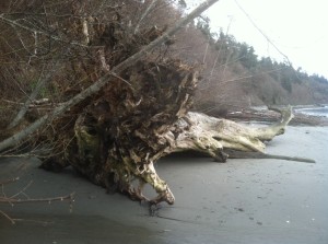 roots
