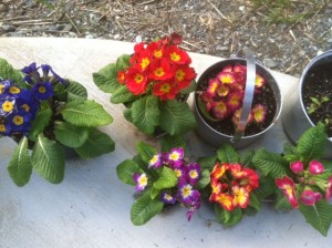 spring